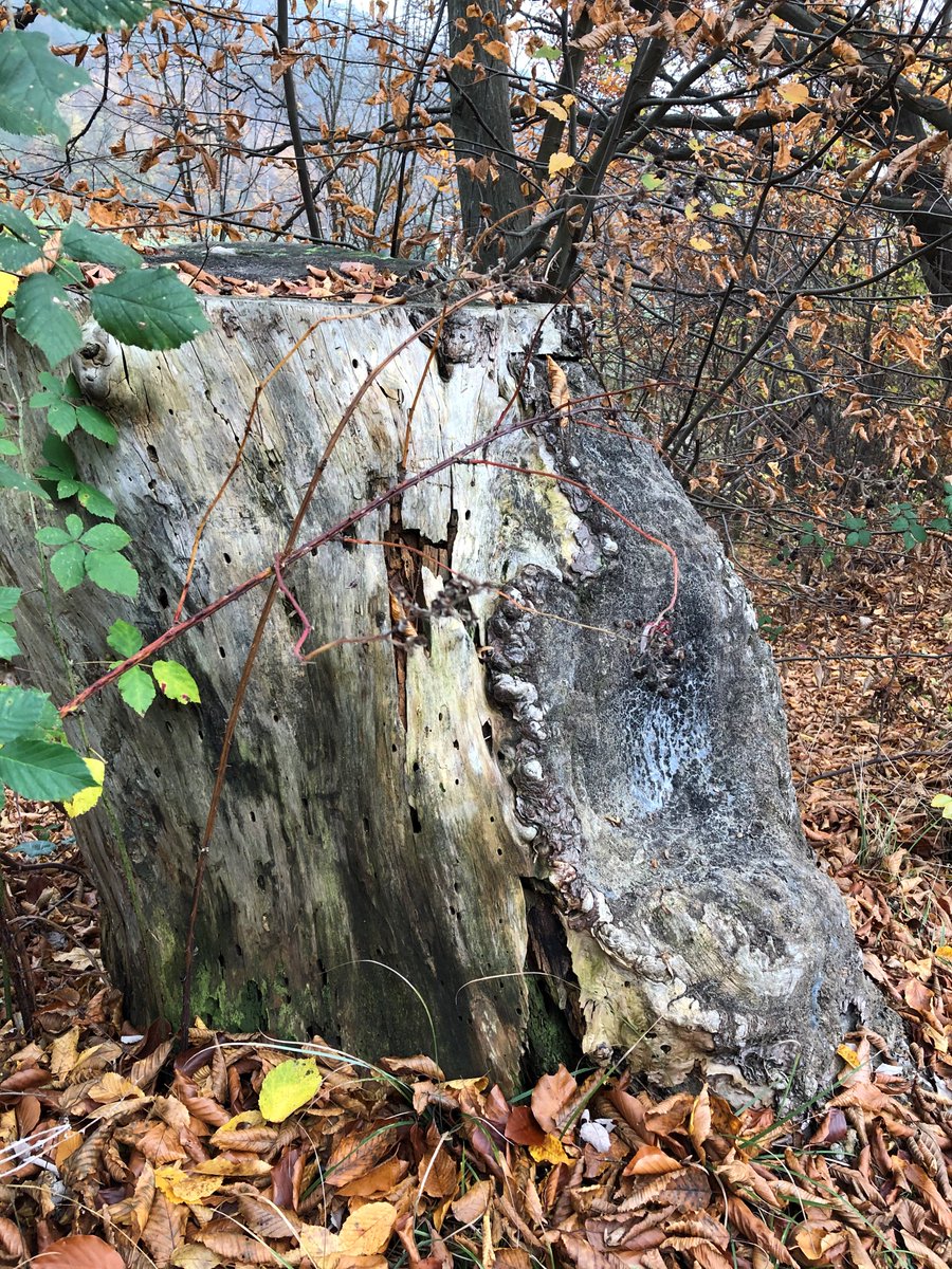 bichler_peter's tweet photo. #Kindheitserinnerung an Pottenstein. "Sitzbaum" von Oma's Waldspaziergängen nach 45 Jahren wiederentdeckt ;-) … viel ist nicht mehr übrig, aber er "passt" noch. #Zeitreise #Wald #Triestingtal https://t.co/1NYIpnTzzf