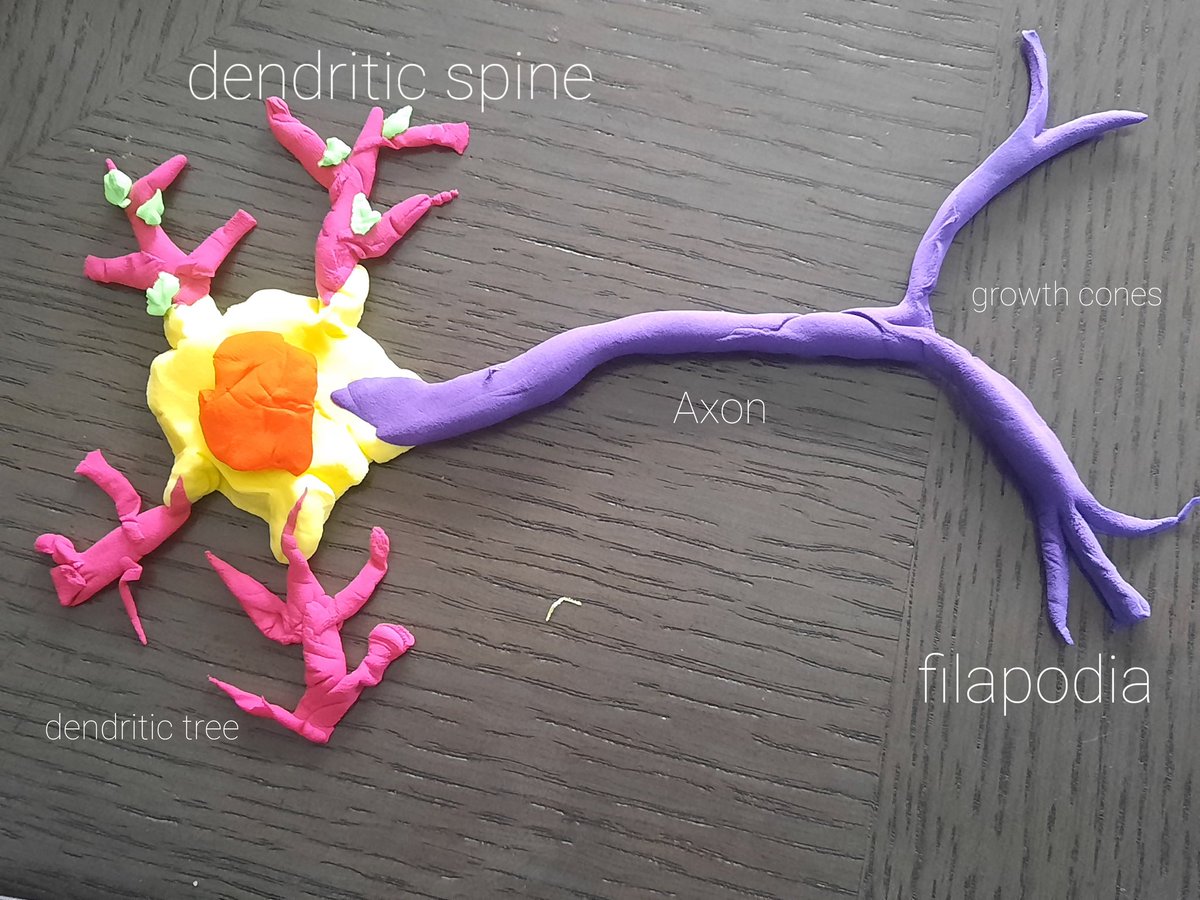 NicoleCapon10's tweet photo. First week of my new MSc in Psychology & Neuroscience of Mental Health @KingsCollegeLon and this is my weeks review and consolidation exercise - who would have thought you could have so much fun with neurons! #kingsioppn #PNoMH https://t.co/xLJGfTii9A