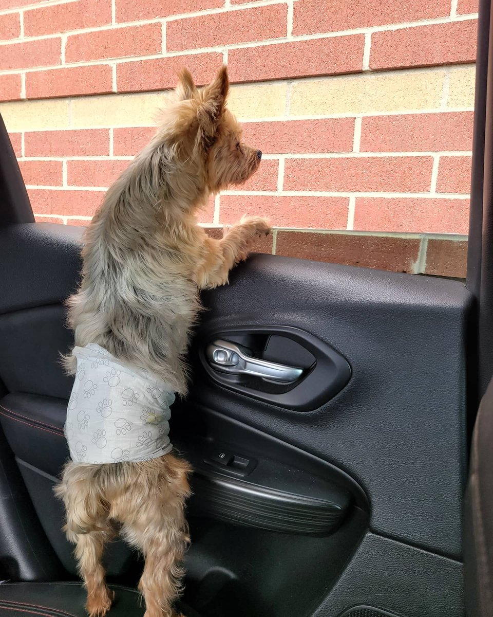 AariosTV's tweet photo. @Castro1021 Waiting for his pup cup at Starbucks https://t.co/IZyMuBbsmC