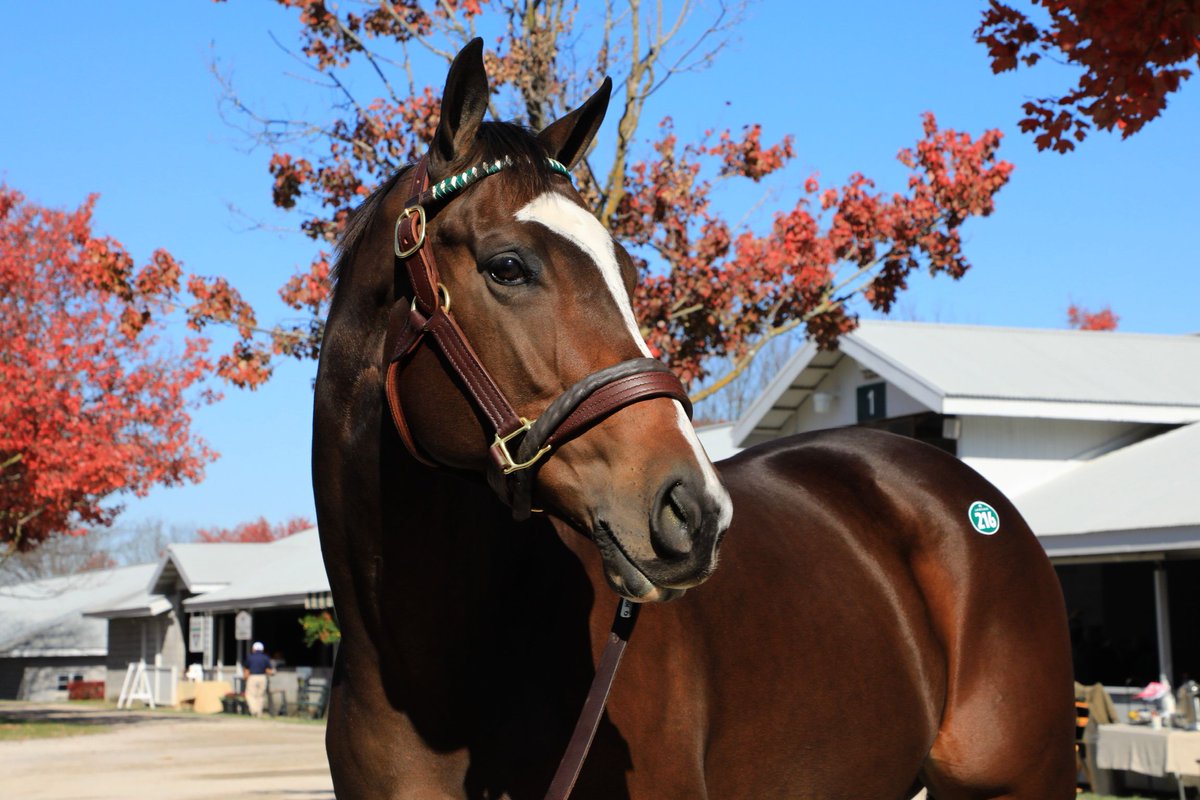 Keeneland Sales tweet media