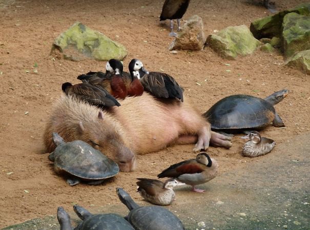 CAPYBARA_MAN's tweet image. When I'm sad, I like to remember how capybaras are great friends to the whole animal kingdom