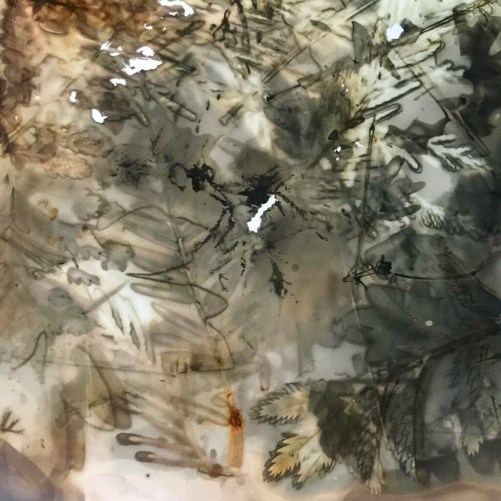 eileenwhiteart's tweet photo. Experiments with #phytograms using beaching out and returning back, using forest floor leaf litter. #phytogram
#flaneuse
#embodied
#newmaterialism
#alternativephotography
#durationalpractice
#slowmovement
#organicchemicals
#circulareconomy
#wellbeingforall
#gesturesofcare
#… https://t.co/ydO2jol3AO