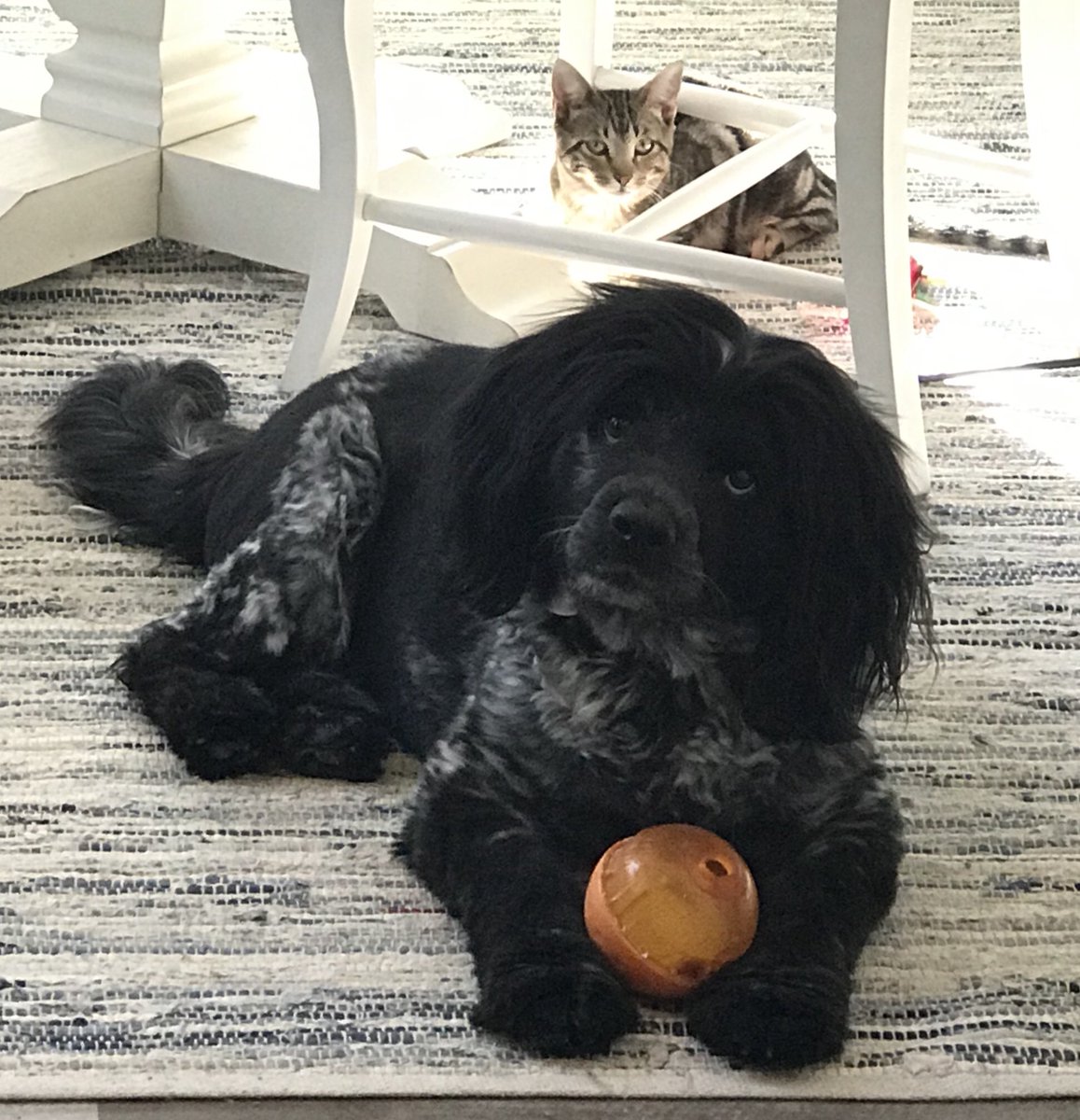 mini_pizzas's tweet photo. My Rescue Dog, Holliday. Simba, the wanna be dog. #Milehighmornings https://t.co/wAedP07URH