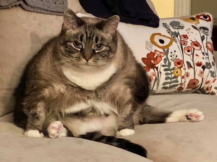 WriteAwayMsA's tweet photo. @duchessgoldblat For your belly division consideration: Lily. Though she be but large, she is fierce. #DGCS https://t.co/8wmme5jQwh