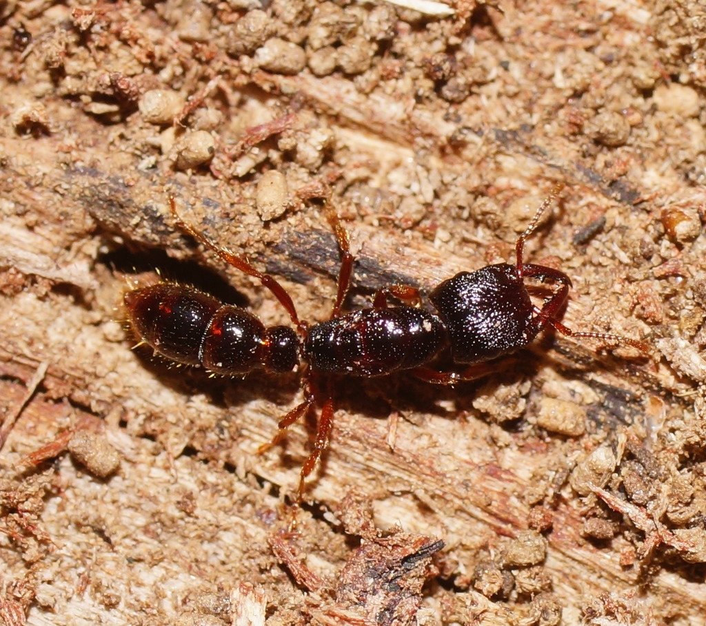 f52vijiv's tweet photo. Y no, tampoco nos tenemos que ir a Transilvania para encontrarlas, ya que se han encontrado especies en el sur de la Península. Estas especies pertenecen al género Amblyopone (primera foto) y Proceratium (segunda foto) https://t.co/kmWi3KTgRa