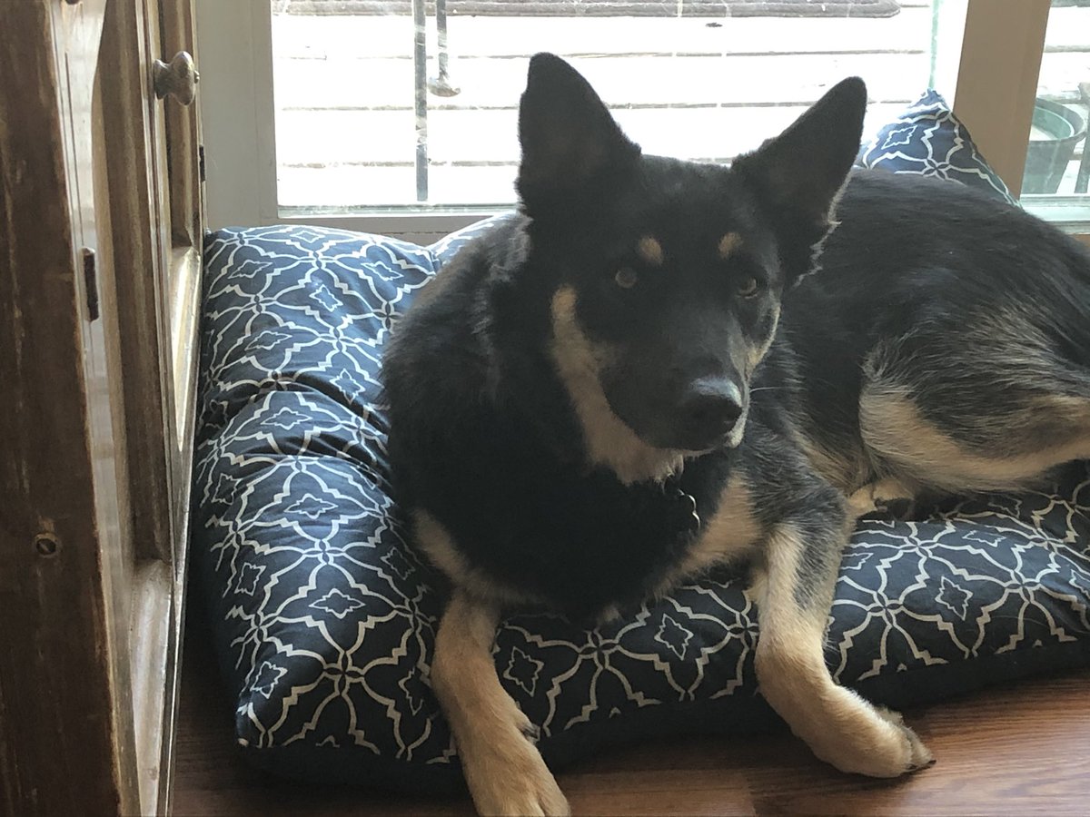 EBynan's tweet photo. @dog_rates @JoeBiden @DrBiden https://t.co/nNUHpxEjvs
