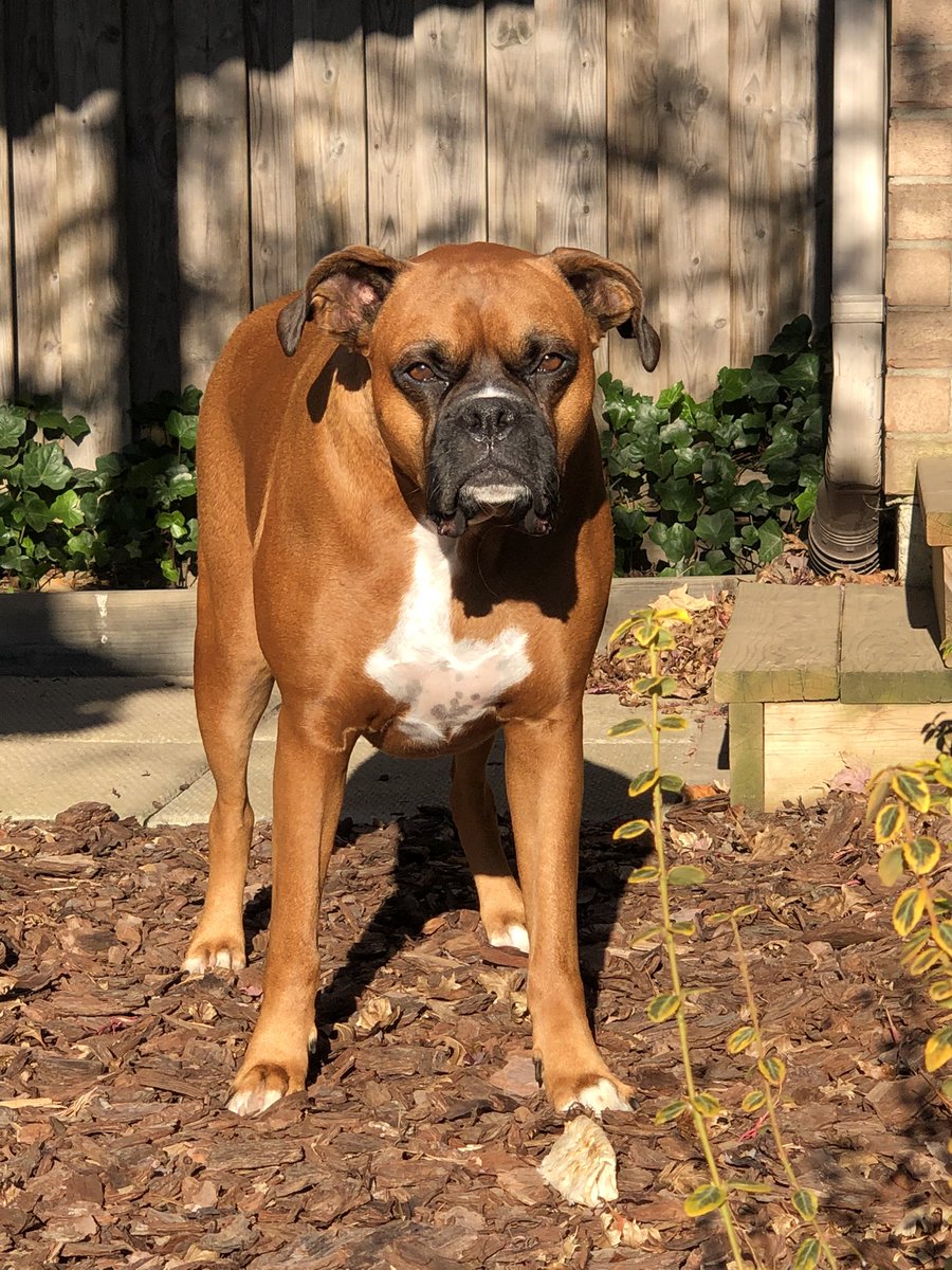 jlhewitt's tweet photo. Enjoying the beautiful Canadian fall weather.. Love this boy!! ❤️ 🐾 
He just makes every day brighter.
#lovemyboxer https://t.co/KDESPJkRcj