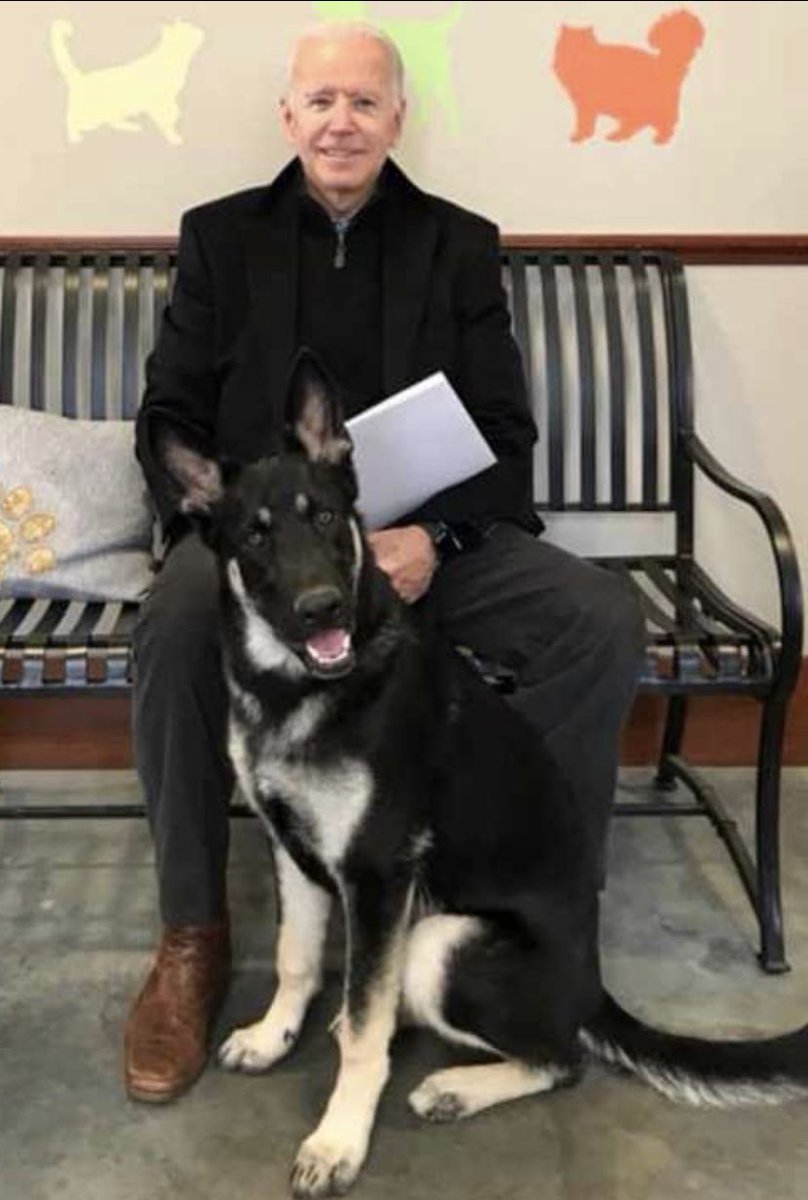 KeeleyFox29's tweet image. Major, the Biden’s rescue German Shepherd from the Delaware Humane Association, will make his own ‘first’ history.    He will be the first dog adopted from an animal shelter to go from shelter house to the White House @delawarehumane @FOX29philly