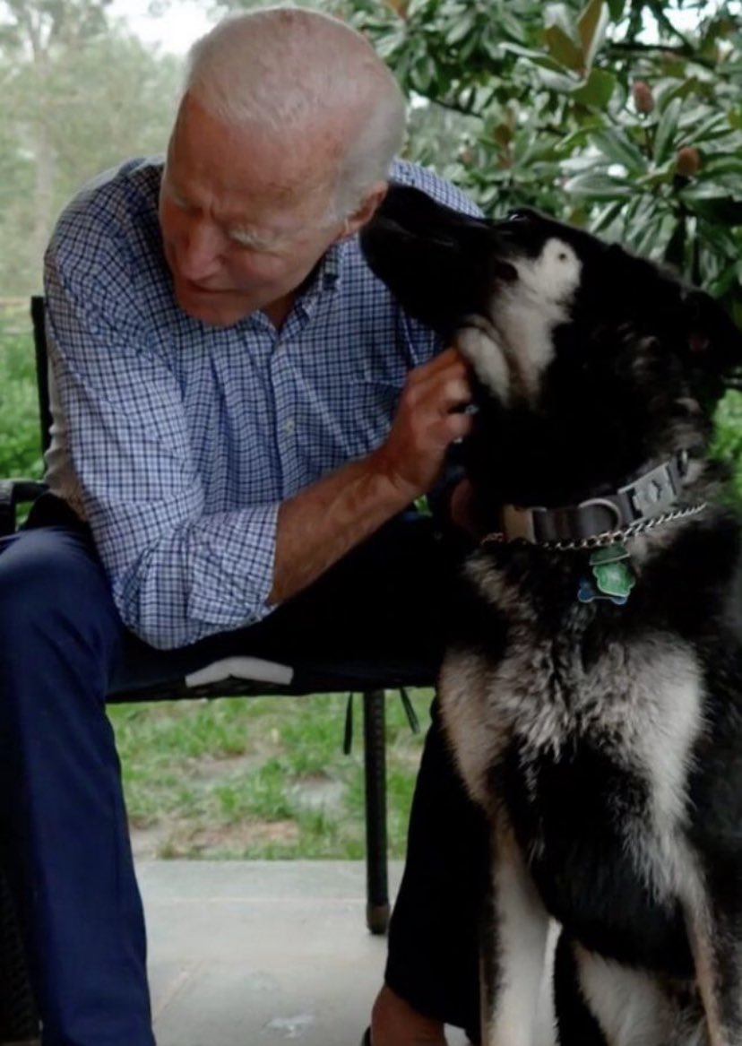 KeeleyFox29's tweet image. Major, the Biden’s rescue German Shepherd from the Delaware Humane Association, will make his own ‘first’ history.    He will be the first dog adopted from an animal shelter to go from shelter house to the White House @delawarehumane @FOX29philly