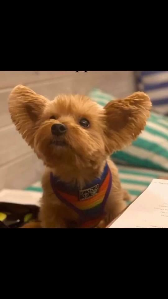 rosiedoc666's tweet photo. Pls help- I have lost my beautiful #YorkshireTerrier I’ve just got back from searching for hours because it got too dark and unsafe. We were at the #beach (next to the #Thames) and a #firework 🧨came right above us and she pelted up to the pier and I wasn’t fast enough. https://t.co/RbUb0pJhVh