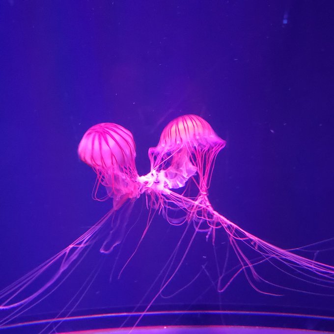 クラゲ 高画質 のtwitterイラスト検索結果 古い順