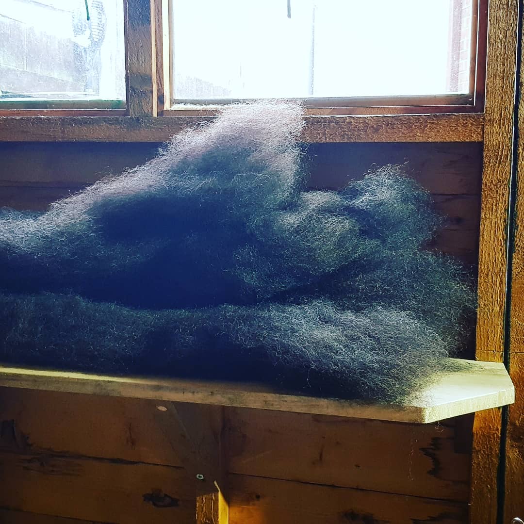 tottles_weavers's tweet photo. Carding up more of this gorgeous #shetlandwool the old fashioned way on a rainy Sunday afternoon, while Baby Yeti is asleep 😊🌧👶🏻
.
#imakeyarn #spinningwheel #spinningwool #britishwool🇬🇧  #cardingwool https://t.co/dfTsrCN7B8
