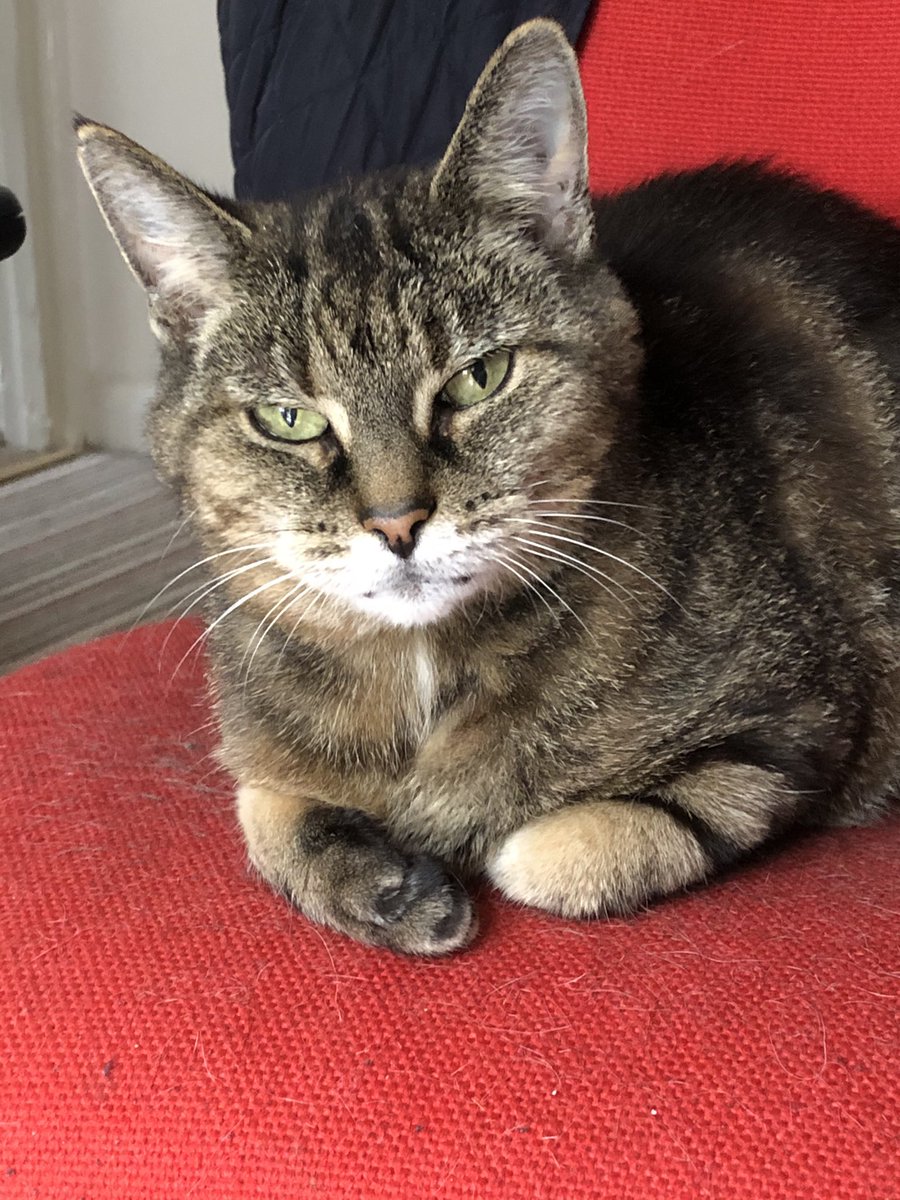 SCBWI_BI's tweet photo. You don’t write, you don’t draw, you don’t plot, you don’t edit. Step away from the biscuits and get creative.
#DisappointedCat
#SundayStarter https://t.co/HvF94kCqsy