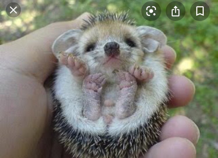 iammattrussell's tweet photo. @KermodeMovie @realDonaldTrump Recently found out that the baby porcupines are called porcupettes, so I Googled them.

Honestly, this and the other thing has made the last 24hrs absolute gold dust! https://t.co/mScU6izqoB