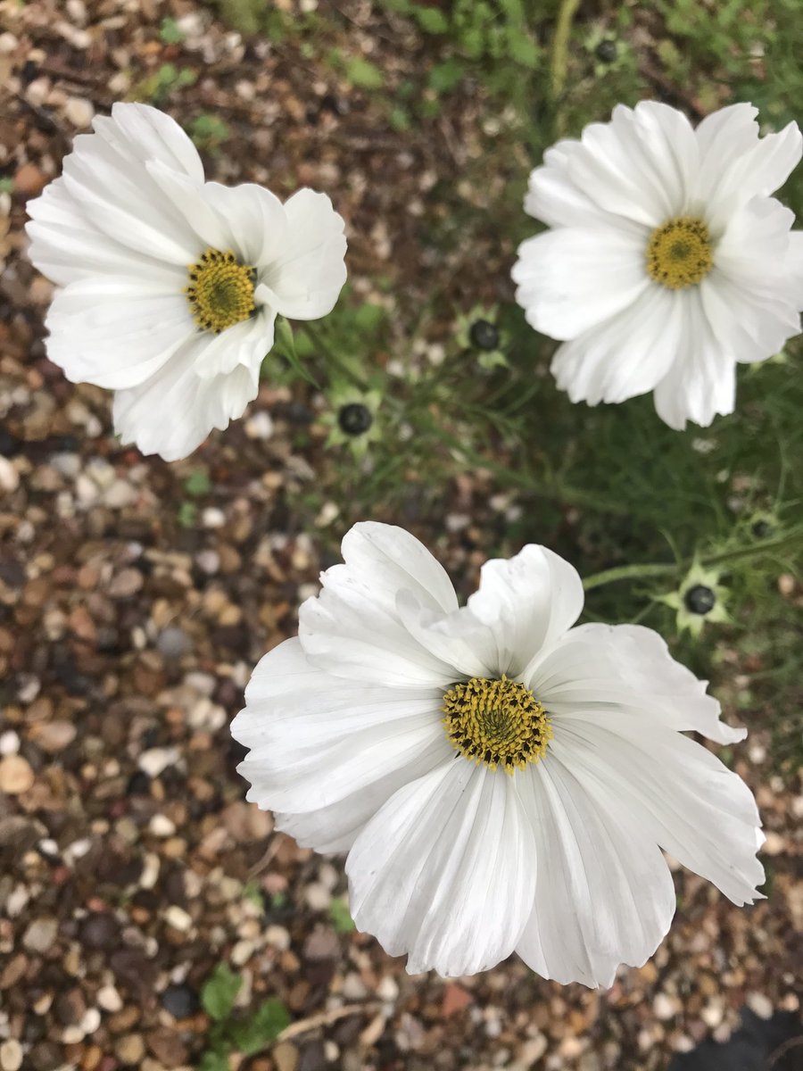 thefoxcottage's tweet photo. A properly dank, unfriendly day. But surprisingly the garden is still hanging on, with roses, cosmos, a tangle of dark clematis viticella and sulphurous evening primroses all bringing cheer. https://t.co/6vuX9YGCrn