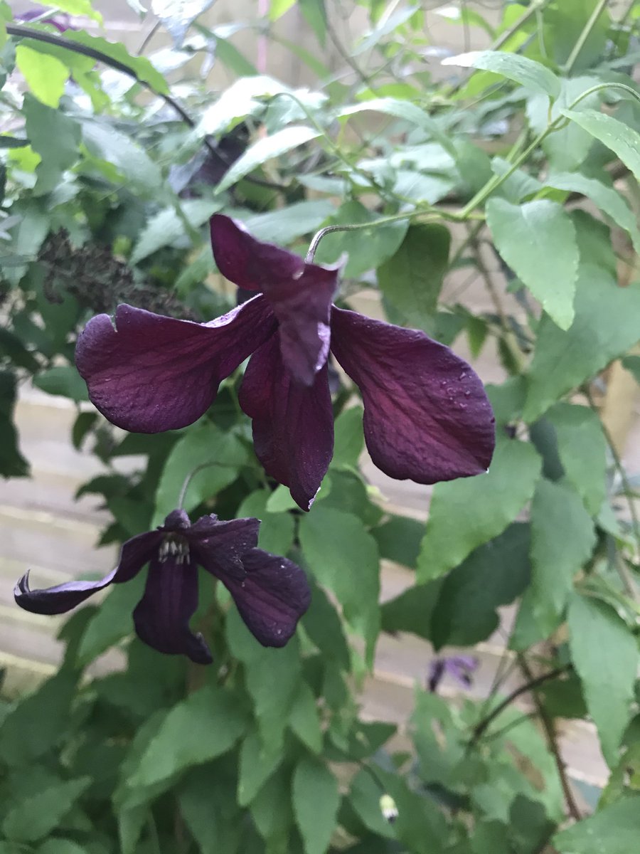 thefoxcottage's tweet photo. A properly dank, unfriendly day. But surprisingly the garden is still hanging on, with roses, cosmos, a tangle of dark clematis viticella and sulphurous evening primroses all bringing cheer. https://t.co/6vuX9YGCrn