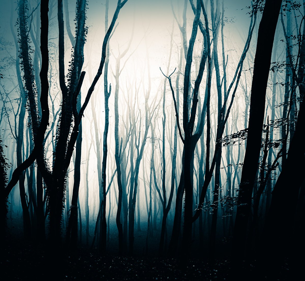 A very foggy Brighstone Forest at Calbourne, Isle of Wight #isleofwight #trees #landscapephotography #haunted #forest