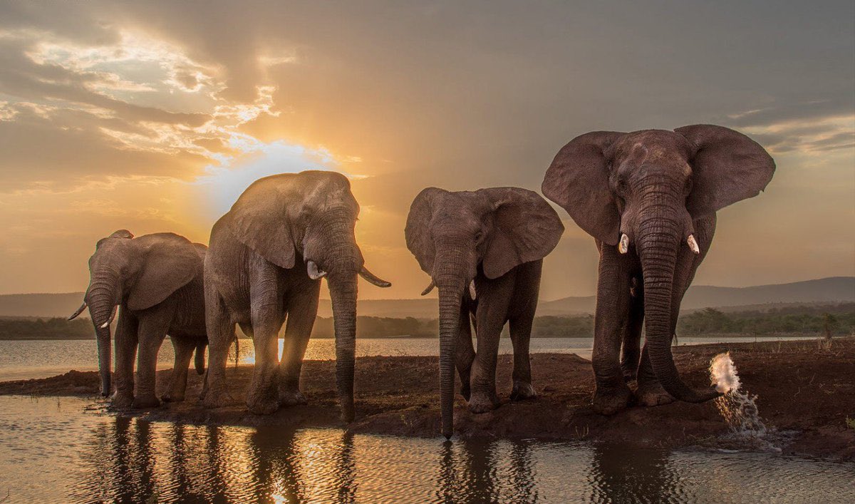 Какие животные в атмосфере. Слоны. Африканский слон. Красивые слоны. Слоны любовь.