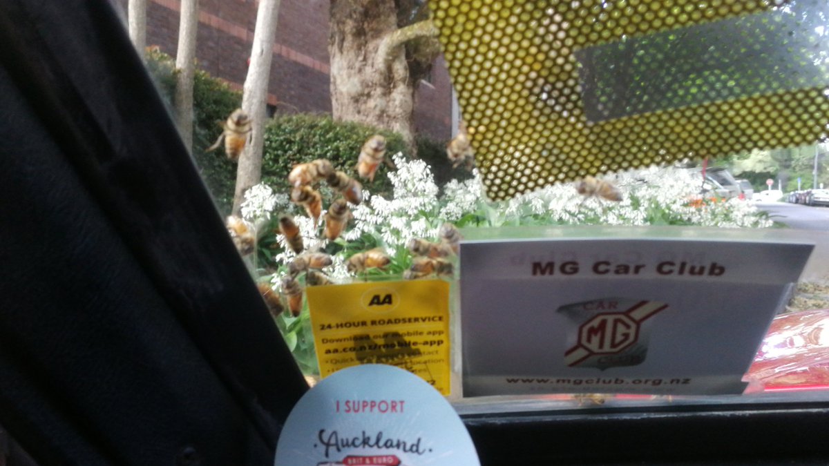 oklima's tweet photo. #bees #swarm Anzac ave https://t.co/HkN9XOU42Z