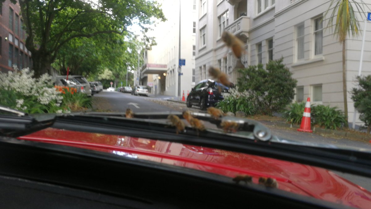 oklima's tweet photo. #bees #swarm Anzac ave https://t.co/HkN9XOU42Z