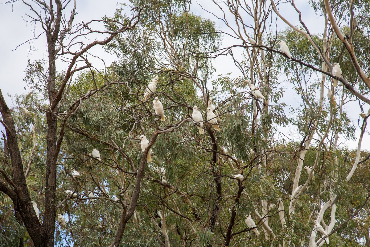 MornPenShire's tweet photo. It’s the second week of our @VicHealth @WalkToSchoolVic photo competition and the sun is out 🌞 This week’s theme is Look up! Photograph what you see when you look up on your walk to school 🦉 Share on Instagram - tag @ourpeninsula for your chance to win! https://t.co/D8uP7srYOI https://t.co/sHW03DGZ9Q