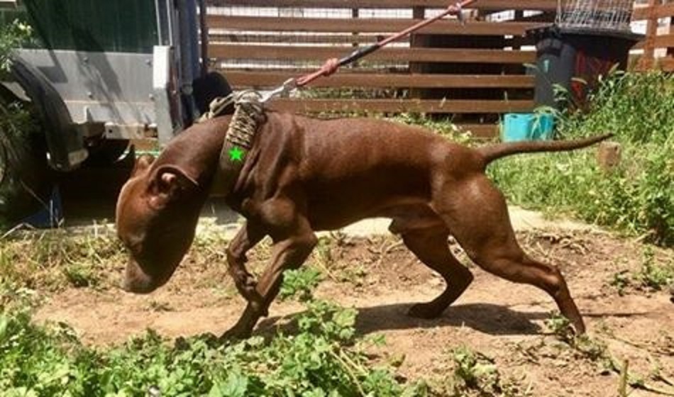 LinajeBull's tweet photo. #APBT 
FullMoon Cowboy de Dogligans Team https://t.co/hjuezcYmLE
