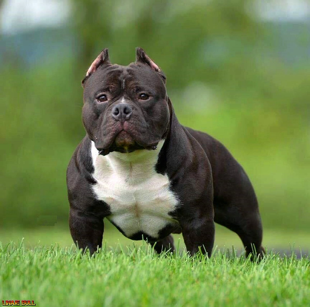 LinajeBull's tweet photo. #American #Bully #Pocket 
Beastboy de Pryme Tyme Bullies https://t.co/8BIvdkNh6i