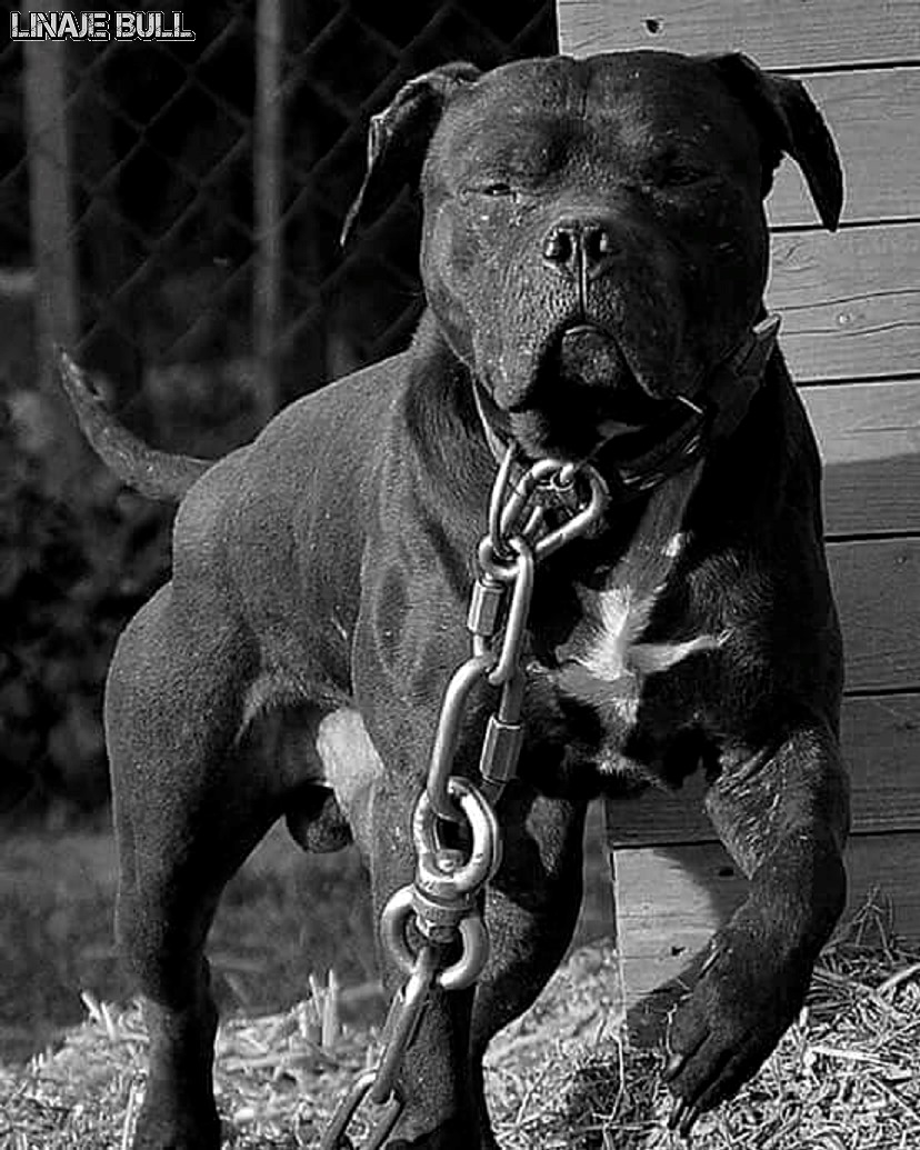 LinajeBull's tweet photo. #APBT - #American #Pit #Bull #Terrier 
GR CH GLADIATOR'S (BMC'S) MOYA (5XW,1XL) D.O.Y https://t.co/H9gMBdpNiW