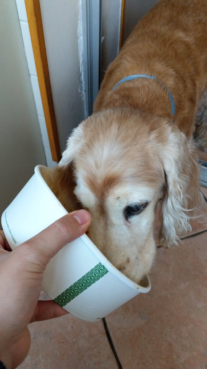 AlexMaresGarcia's tweet photo. Nosaltres tenim moltes ganes de tornar al restaurant físic, però n'hi ha d'altres que trobaran a faltar el delivery! 🐶🤭 https://t.co/px6mryIXJI