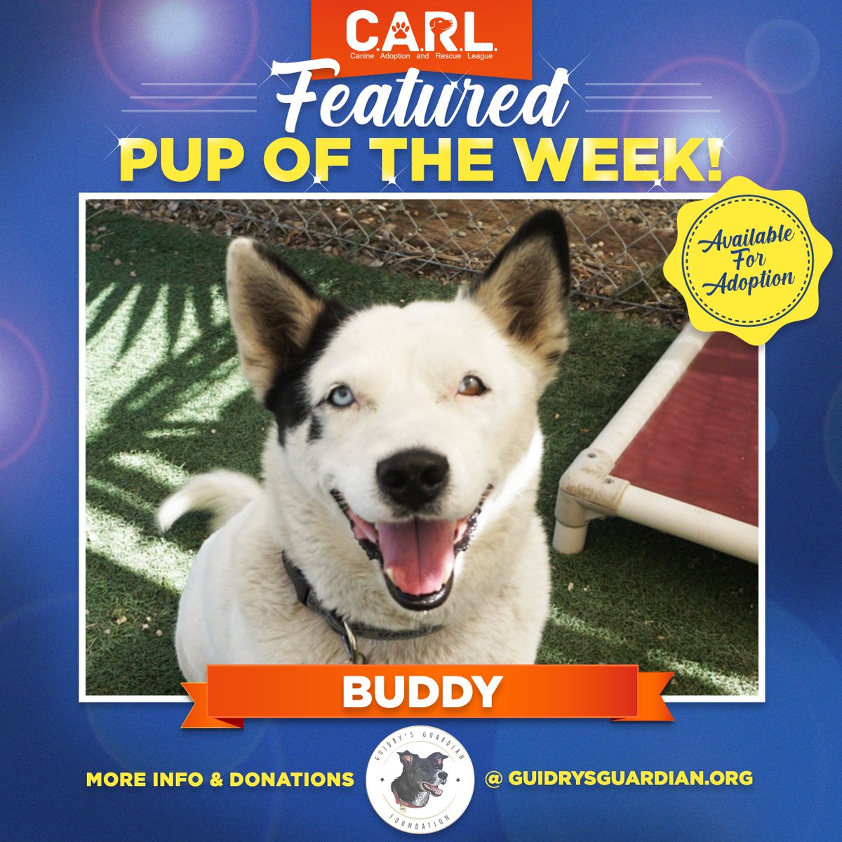 GuidrysGuardian's tweet photo. Buddy is a 7 year old Australian Cattle Dog / Siberian Husky mix. He participated in a training program through a local juvenile hall. He learned basic obedience skills and is willing and able to learn more. Buddy would do best in an active home with no small kids. https://t.co/Ivk07wAhdt