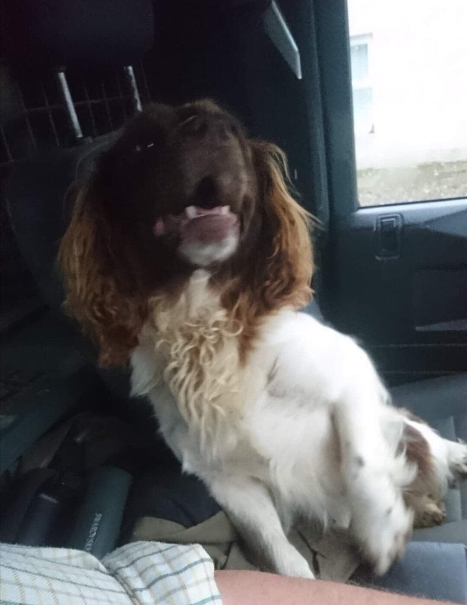 rosieDoc2's tweet photo. MY NAME IS “M” I WAS #stolen 20/11/20 from my home I’m scared and want to go home
#FindStolenM I’m an older adult #ESS liver&white full BROWN HEAD
#Forneth 5 miles left of #Blairgowrie 🏴 PLS HELP ME HOME 😞💔TY
https://t.co/6q3XToCkWC
@DoglostUK @SheridanAlcock @SAMPAuk_ https://t.co/7jfEzLYZlK