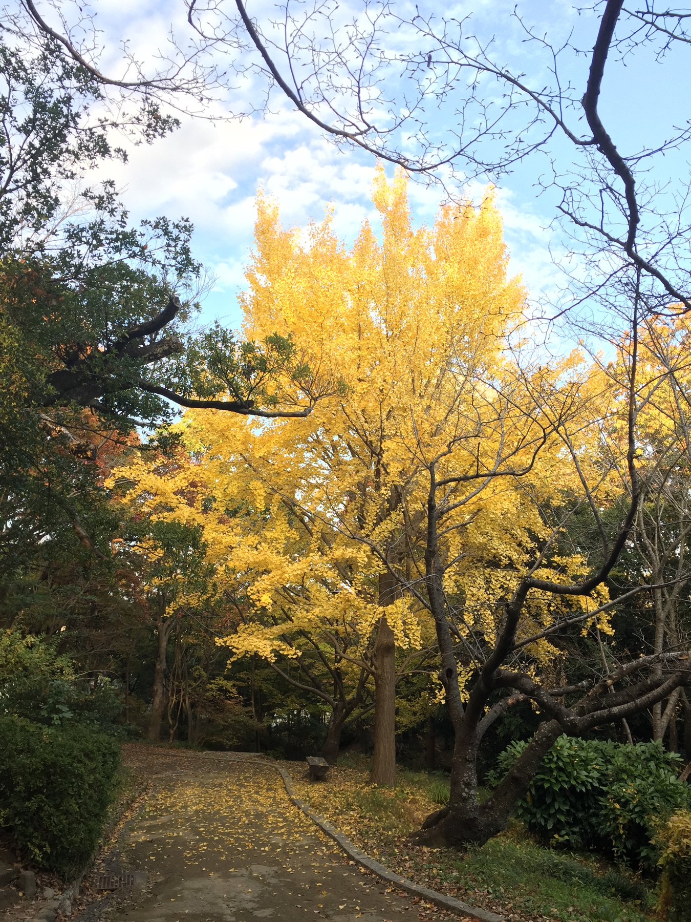 浜松城公園紅葉 Twitter Search Twitter