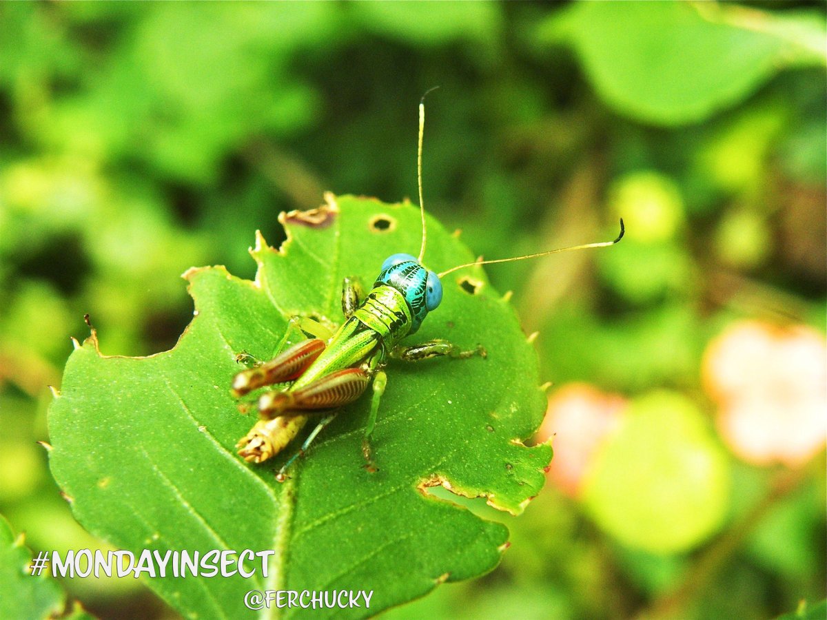 DrBananaGarcia's tweet photo. Good Morning everyone

It is #mondayinsect again! To keep our Monday tradition: what is this? Wrong answers only.

Wishing you a wonderful week!

#mondayinsects #entomology #insects #insectlovers #acrididae https://t.co/WWeasCqgNa