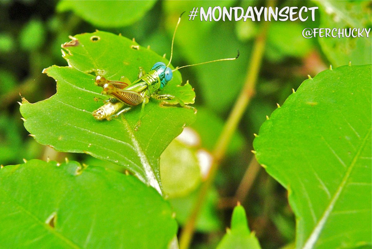 DrBananaGarcia's tweet photo. Good Morning everyone

It is #mondayinsect again! To keep our Monday tradition: what is this? Wrong answers only.

Wishing you a wonderful week!

#mondayinsects #entomology #insects #insectlovers #acrididae https://t.co/WWeasCqgNa