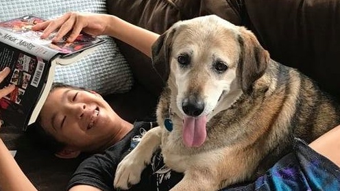 CityDogsRescue's tweet photo. #AdoptASeniorDogMonth Meet Jerome 🐾This senior sweetheart is quick to love and easy to please! He wants nothing more than snuggles, pets, and naps. Jerome would be happiest in a quiet neighborhood! Apply today to meet this awesome guy. #labmix #shepherdmix #dogsofdc #adoptdc https://t.co/P2OxnrHDTA