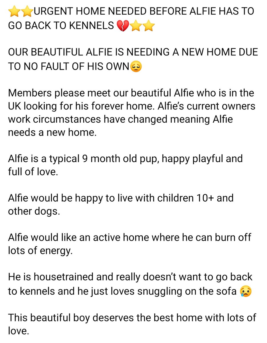 SCD_Rescue's tweet photo. ⭐️URGENT HOME NEEDED BEFORE ALFIE HAS TO GO BACK TO KENNELS 
 DUE TO NO FAULT OF HIS OWN

Alfie is in the UK looking for his forever home. His current owners work circumstances have changed.
Typical 9 month old pup, happy playful and full of love.
Children 10+ and other dogs. https://t.co/Yn9gWQ8rQ4