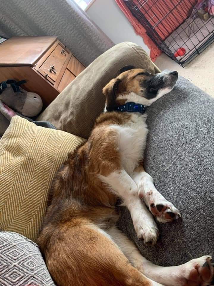 SCD_Rescue's tweet photo. ⭐️URGENT HOME NEEDED BEFORE ALFIE HAS TO GO BACK TO KENNELS 
 DUE TO NO FAULT OF HIS OWN

Alfie is in the UK looking for his forever home. His current owners work circumstances have changed.
Typical 9 month old pup, happy playful and full of love.
Children 10+ and other dogs. https://t.co/Yn9gWQ8rQ4