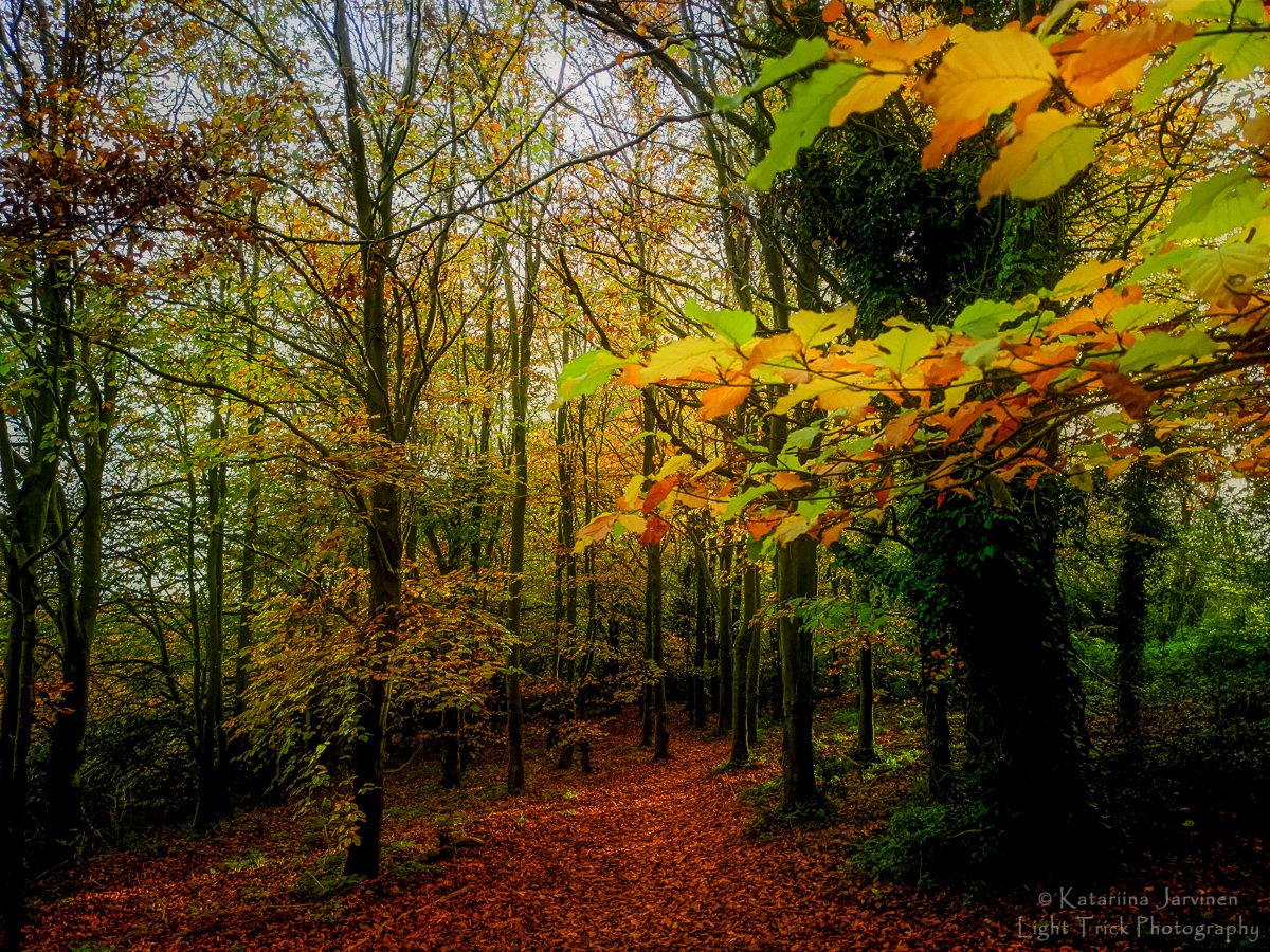 Thoroughly enjoyed the past few glorious sunny days back in my favourite woods (Stanmer Park Great Wood). Here's a few mobile phone camera snaps from my dog walks. #Brighton #autumncolours #autumnwatch
