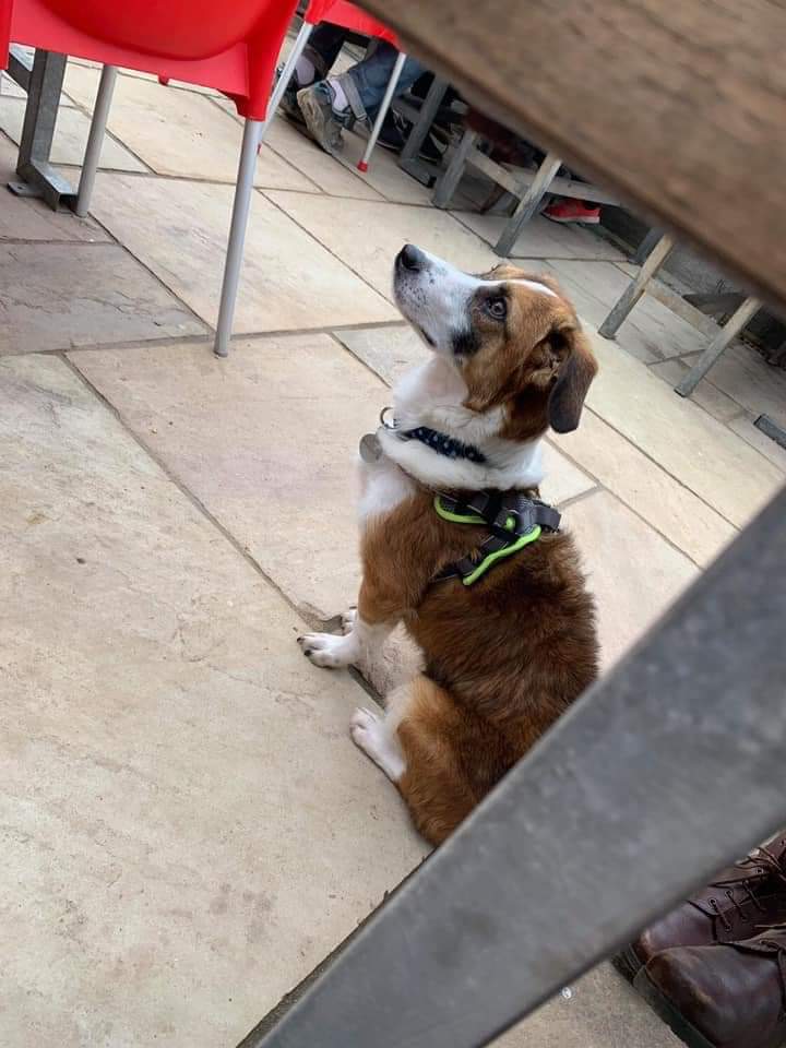 SCD_Rescue's tweet photo. ⭐️URGENT HOME NEEDED BEFORE ALFIE HAS TO GO BACK TO KENNELS 
 DUE TO NO FAULT OF HIS OWN

Alfie is in the UK looking for his forever home. His current owners work circumstances have changed.
Typical 9 month old pup, happy playful and full of love.
Children 10+ and other dogs. https://t.co/Yn9gWQ8rQ4