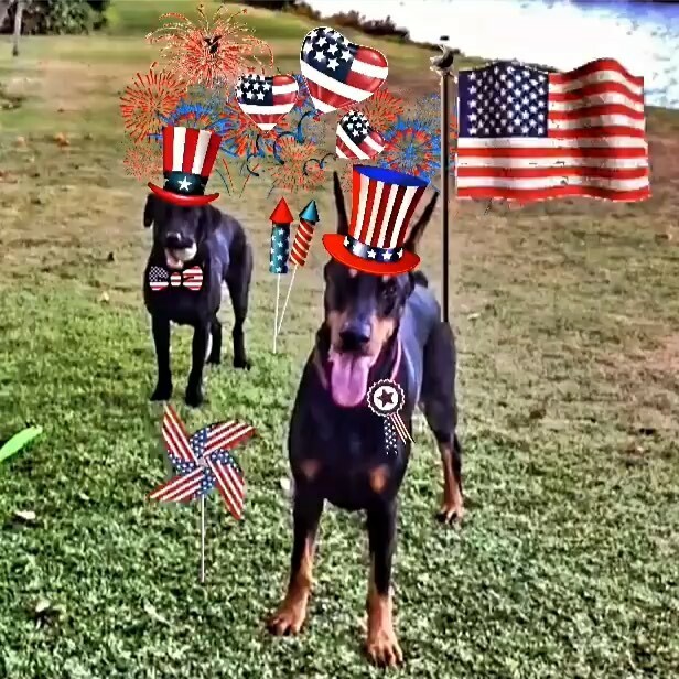 VickiYu's tweet image. Thank you @JoeBiden @DrBiden and @KamalaHarris for bringing dogs back to the White House! Congratulations Champ and Major! My VP (Vice-Puppy) and I are proud to be American Dogs again🐾#InBallWeTrust #FirstDogs #IchiTheDoberman #BeautifulDay #YoureFir… instagr.am/p/CHV31lfJpn0/