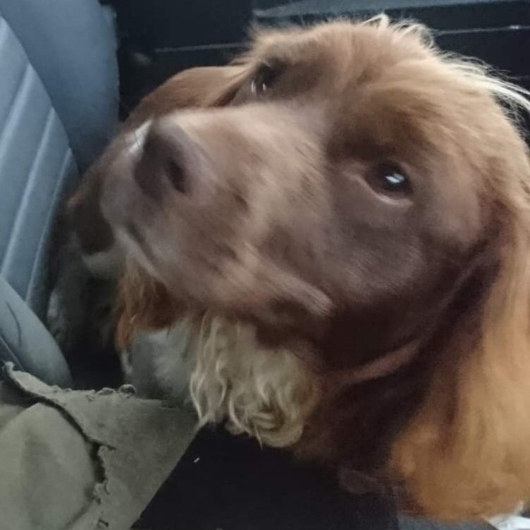 bs2510's tweet photo. #STOLEN #FindStolenM
Female #English #Springer #Spaniel Older Adult Liver/white Microchipped
#Missing 20 Oct 2020 #FORNETH near #BLAIRGOWRIE #Perthshire #Scotland PH10 Could be in #Bromsgrove
https://t.co/x1Sx3xJqzY https://t.co/iBL69Z7LTN