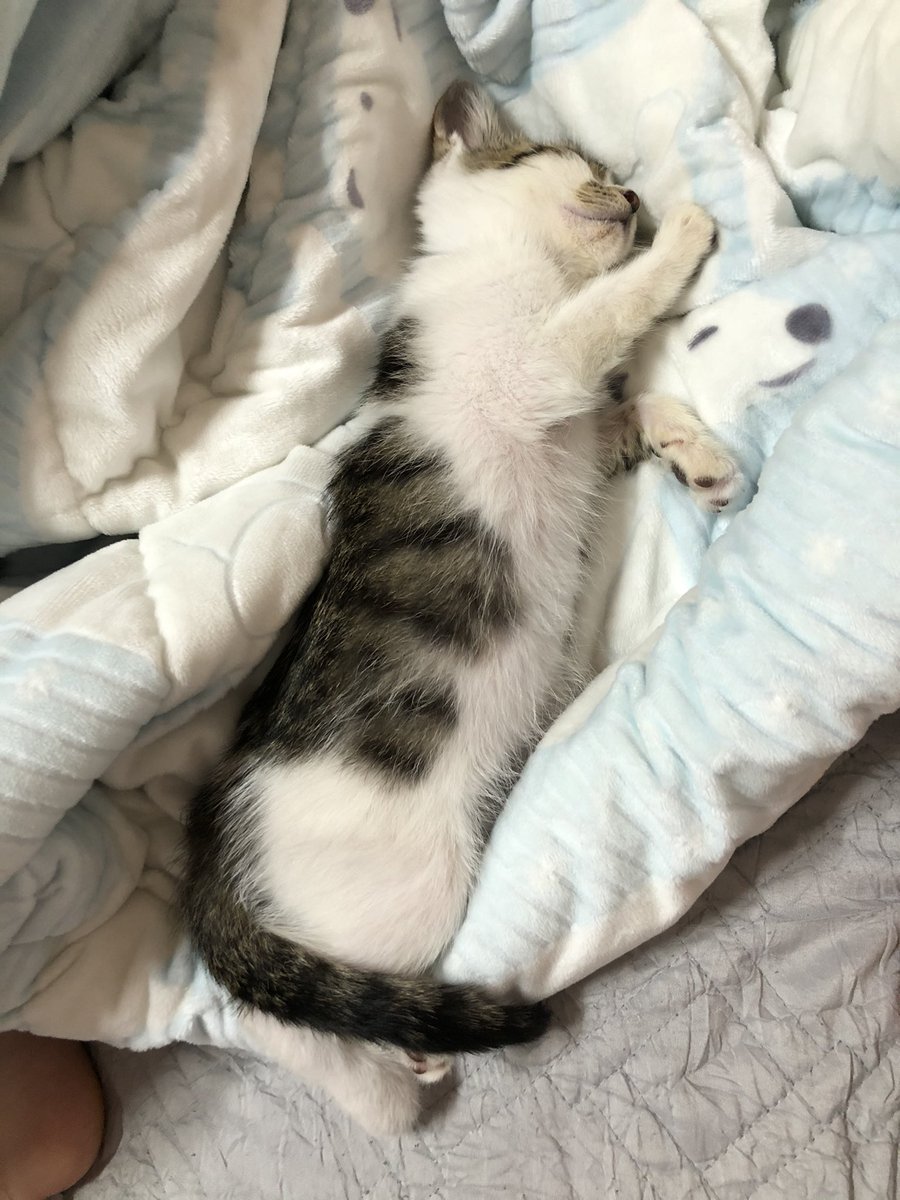 whitesugar_cat's tweet photo. 언제 이렇게 길고 뽀송똥똥해졌을까~ https://t.co/ocbSfrvmiX