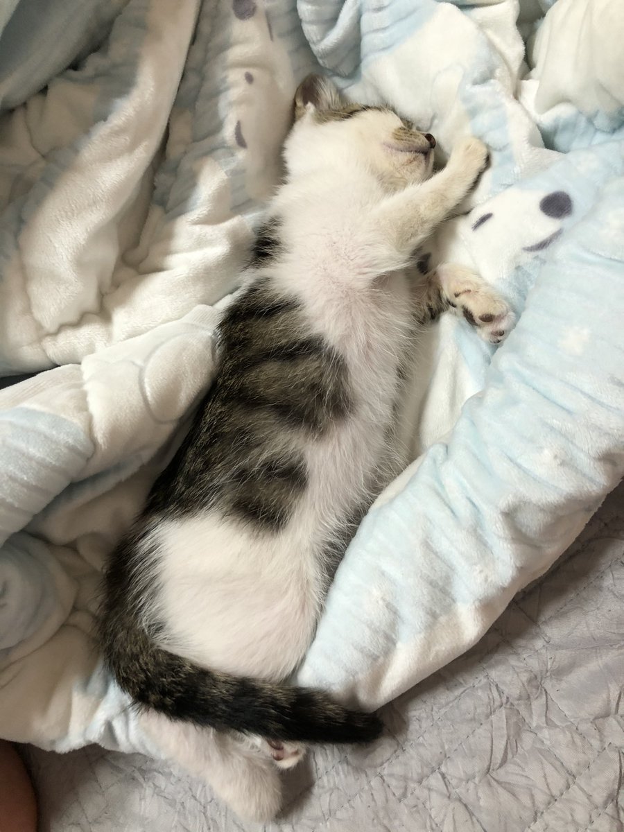 whitesugar_cat's tweet photo. 언제 이렇게 길고 뽀송똥똥해졌을까~ https://t.co/ocbSfrvmiX