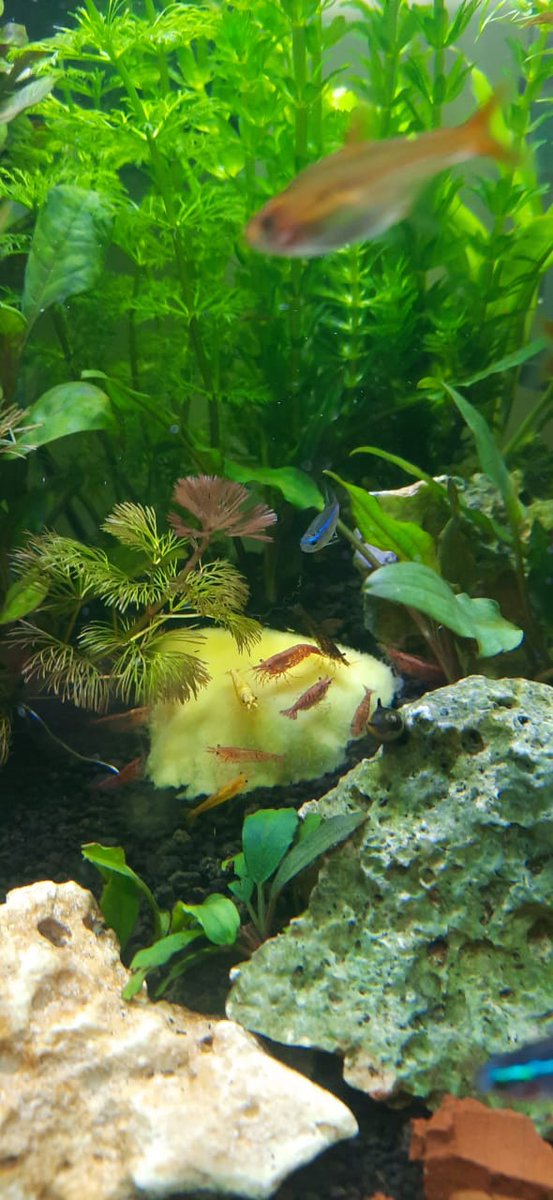 Biar timeline ademm...kukasih udangku lagi mukbang mangga