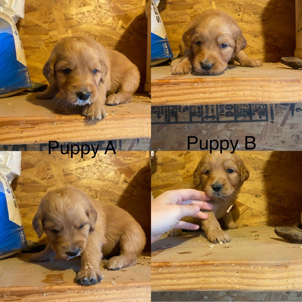 teresajae's tweet photo. @JoeBiden and @SenKamalaHarris your first tough decision: which puppy do we choose?! We can’t decide!!! We trust your guidance #BidenHarris2020 https://t.co/mln1S4ns0u