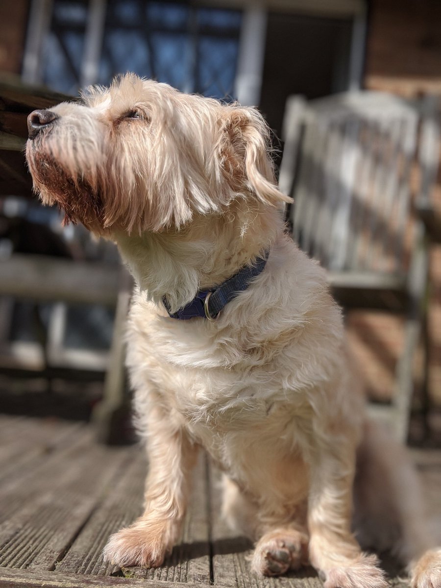 HarryJBushell's tweet photo. I can't believe Joe Bidens dog has the same name as mine #Champ2020 https://t.co/4XaRV98IEv