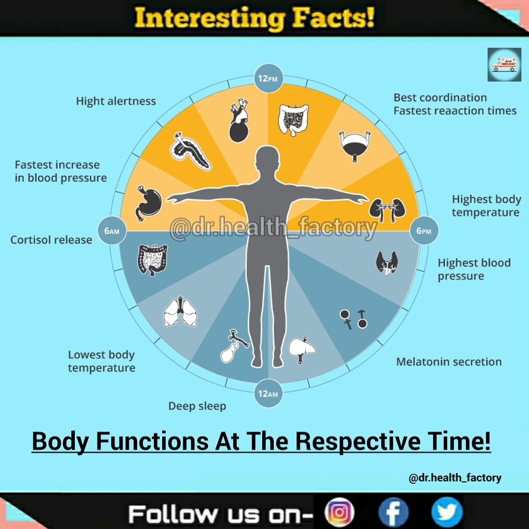 Drhealthfactory's tweet image. Body Functions with Time Fact!
Follow us on Instagram!
#body #bodyfunction
#time #lifecycle
#twitter #instagram
#fitness #face
#healthyfood #healthylifestyle 
#post #instamood
#india #baby
#doctors #healthy
#lifeisgood #instagood
#dr.health_factory #drhealthfactory