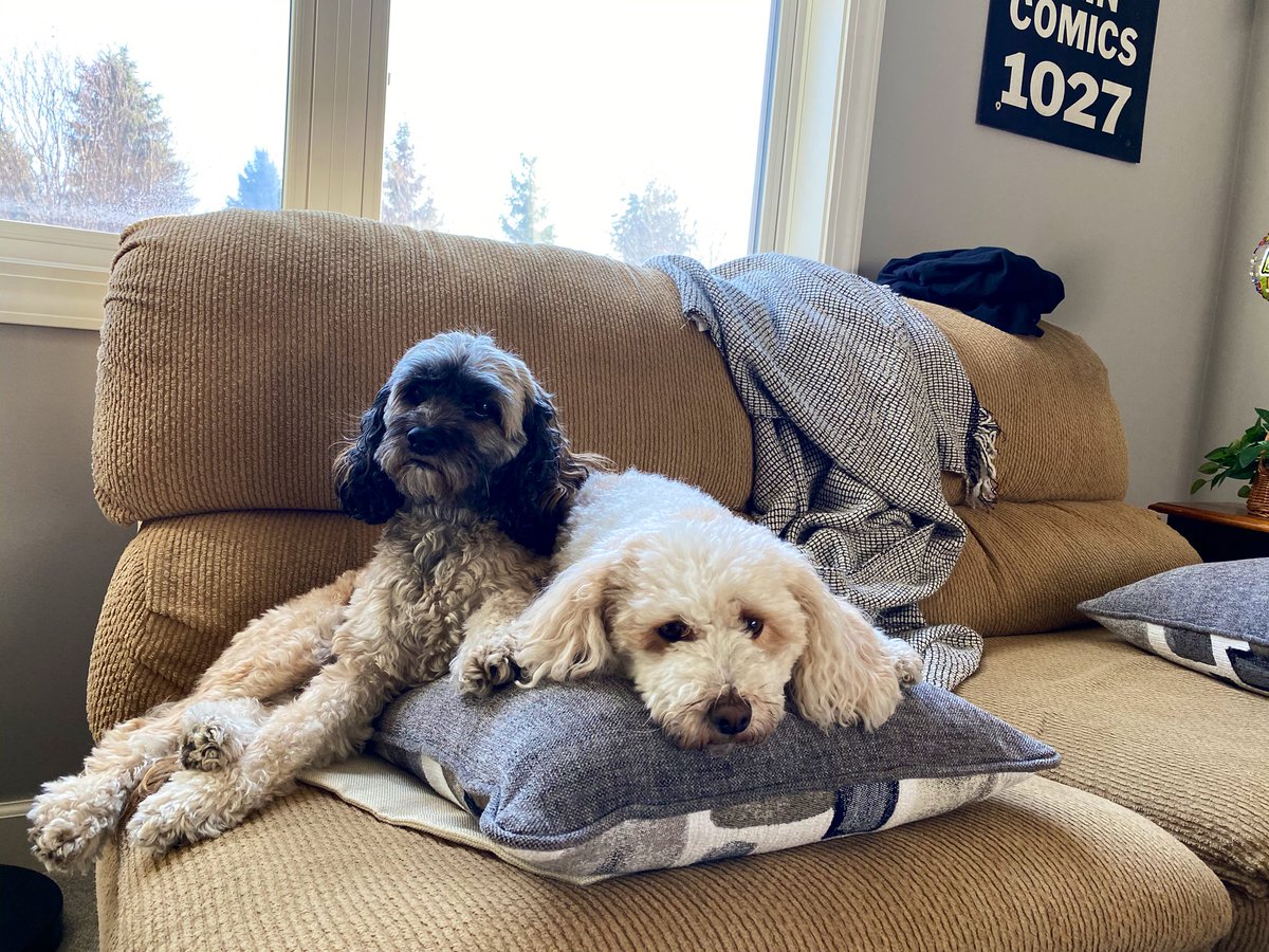 Dog pictures are always a treat.