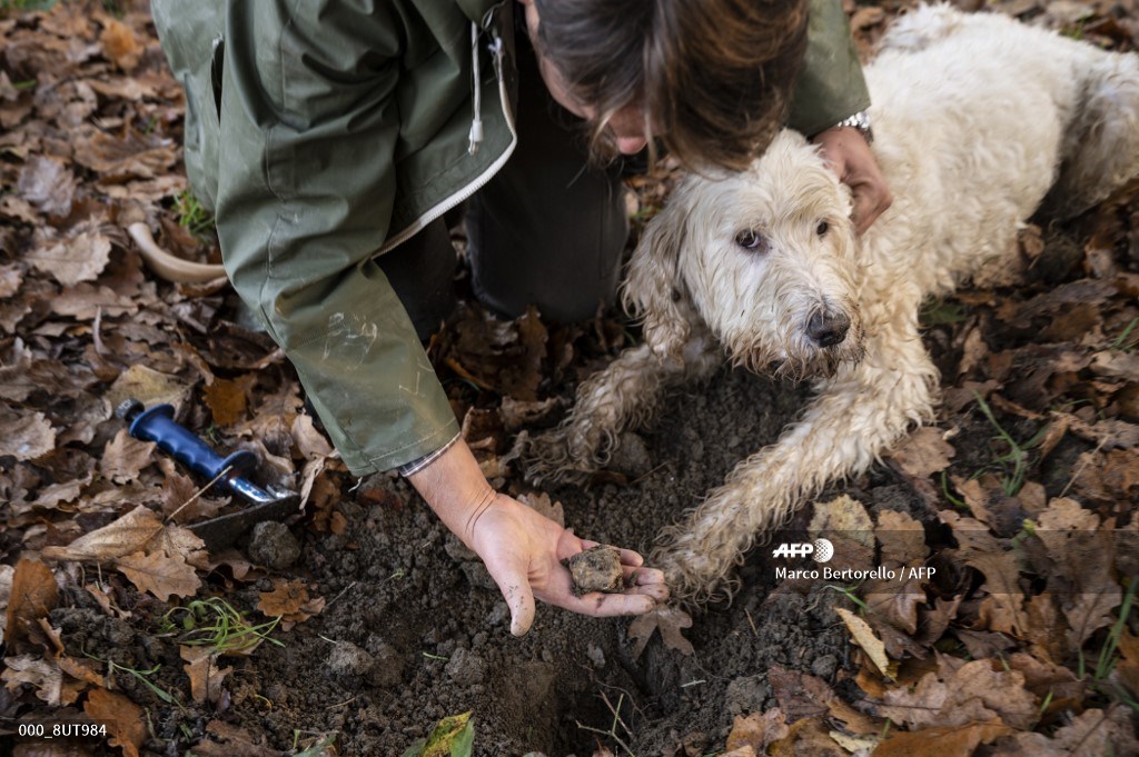 AFPphoto's tweet photo. #Italy - Despite new measures to stop the spread of the Covid-19, truffles hunters are allowed to search in the countryside in Italy. 📸 @MBer12 #AFP https://t.co/4fo814FTrC