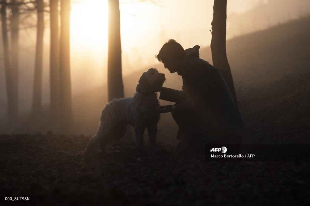 AFPphoto's tweet photo. #Italy - Despite new measures to stop the spread of the Covid-19, truffles hunters are allowed to search in the countryside in Italy. 📸 @MBer12 #AFP https://t.co/4fo814FTrC